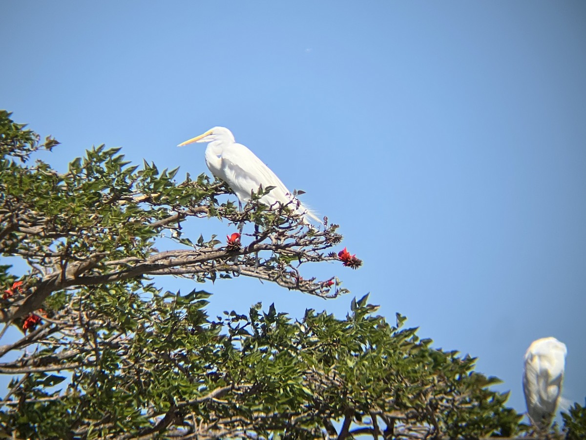 Great Egret - ML652239933