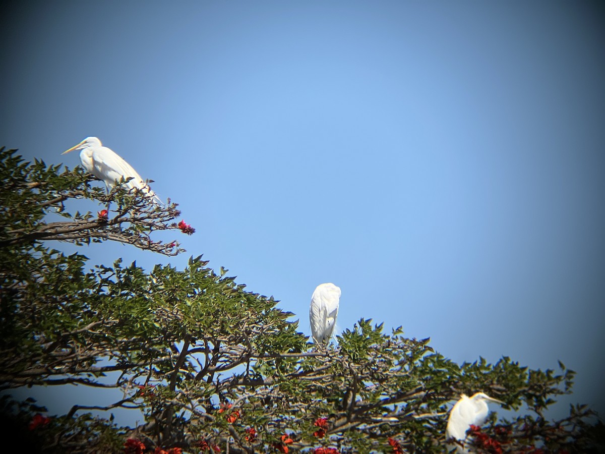 Great Egret - ML652239934