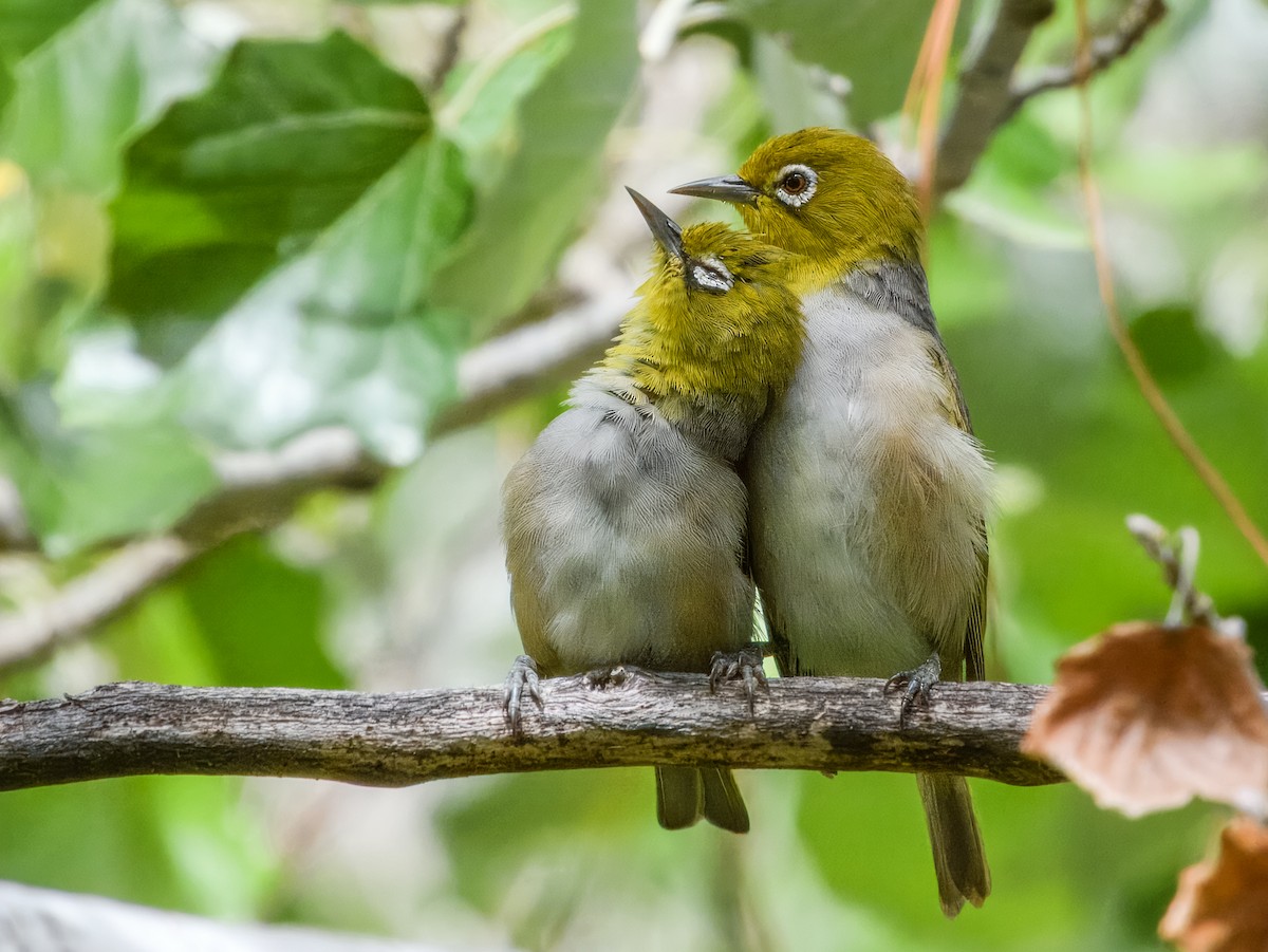Graumantel-Brillenvogel - ML652240080