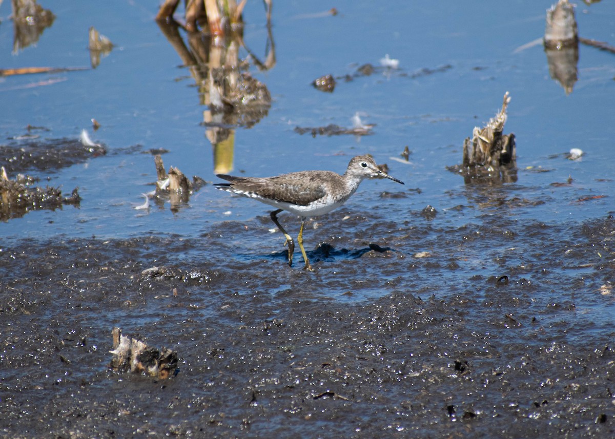 Solitary Sandpiper - ML652240374