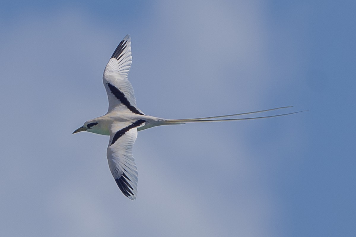 White-tailed Tropicbird (Pacific) - ML652240428