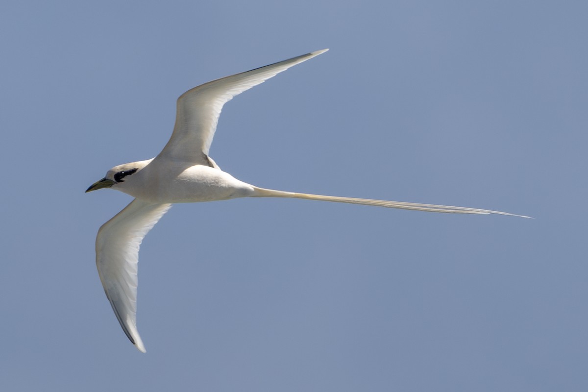 White-tailed Tropicbird (Pacific) - ML652240430