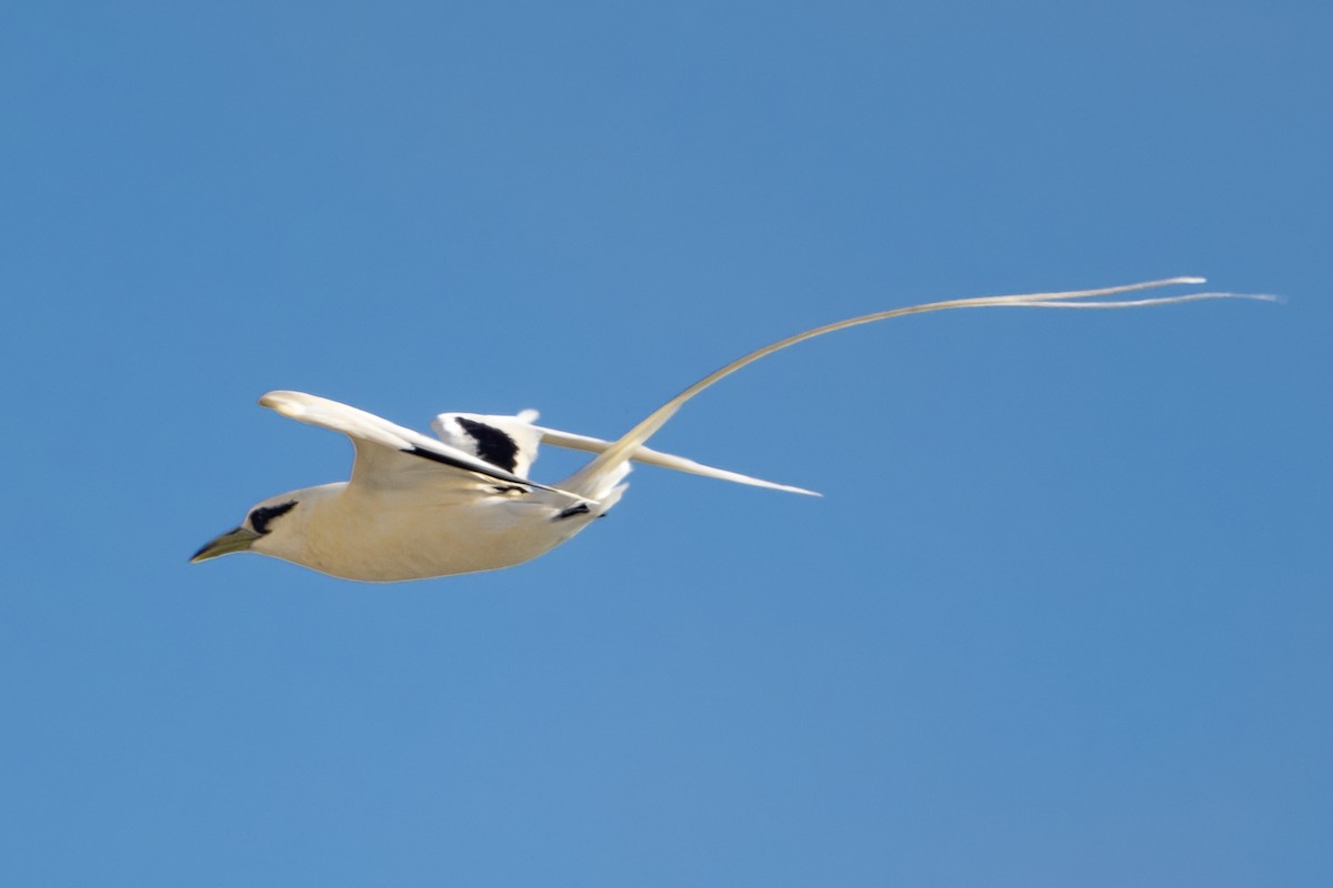 White-tailed Tropicbird (Pacific) - ML652240431
