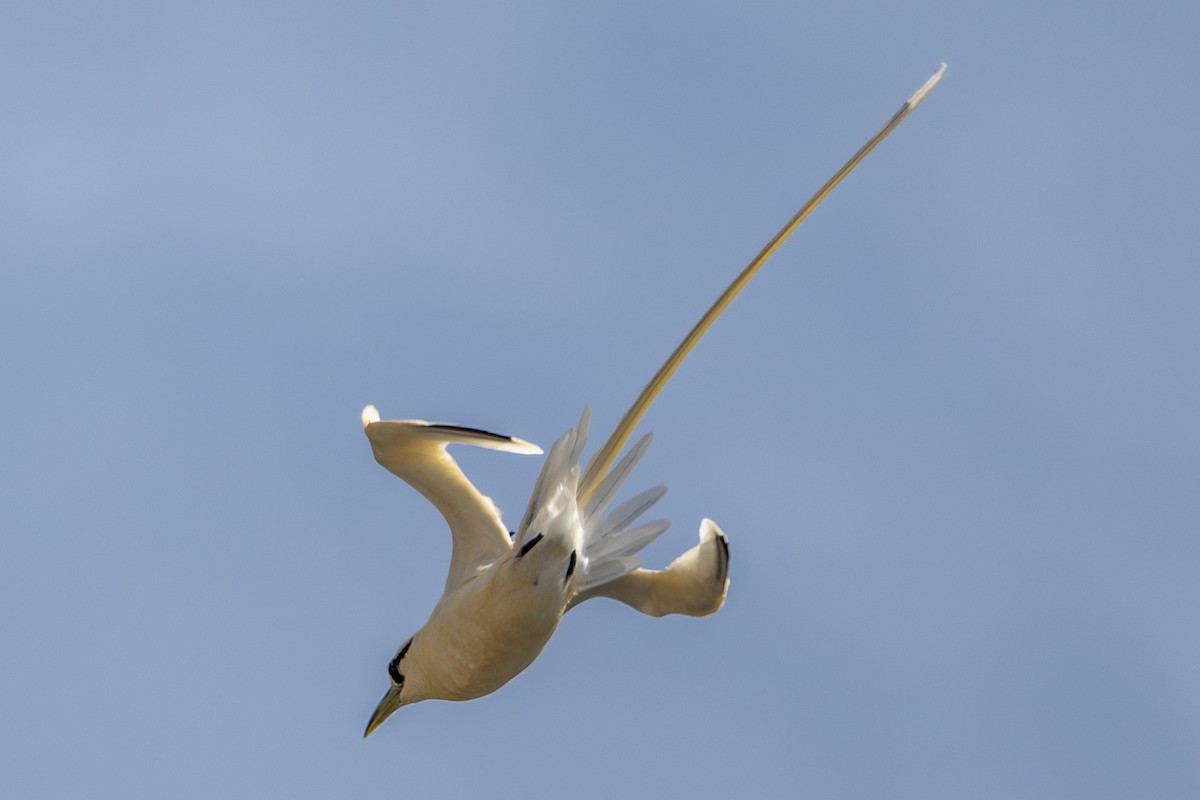 White-tailed Tropicbird (Pacific) - ML652240432