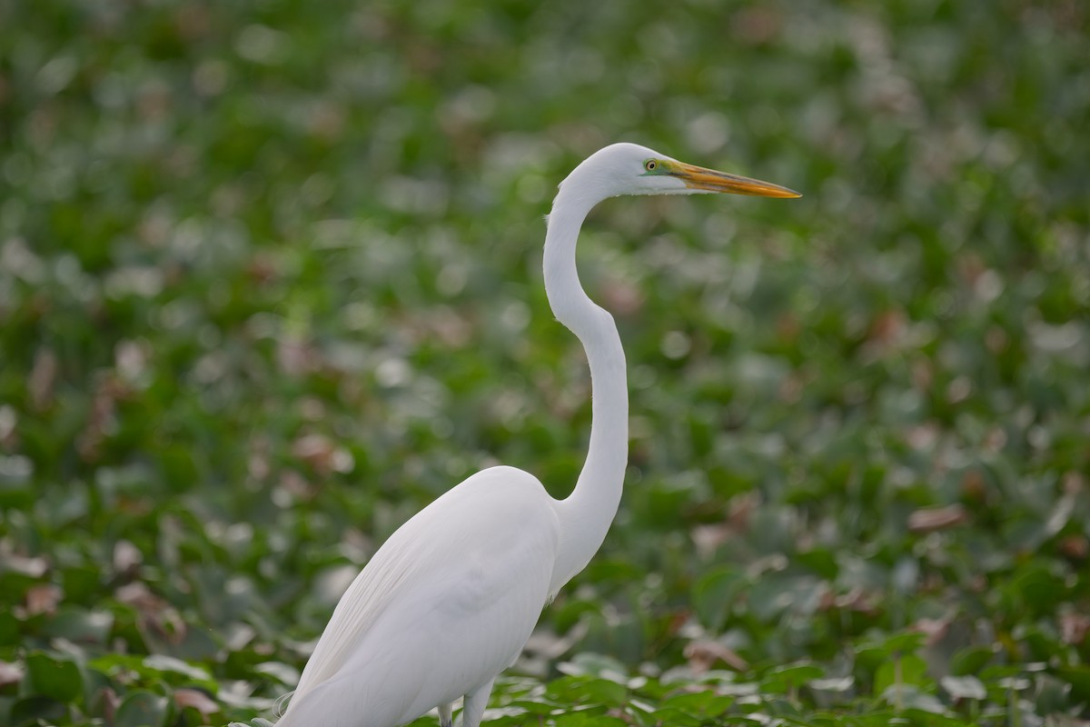 Great Egret - ML652240448