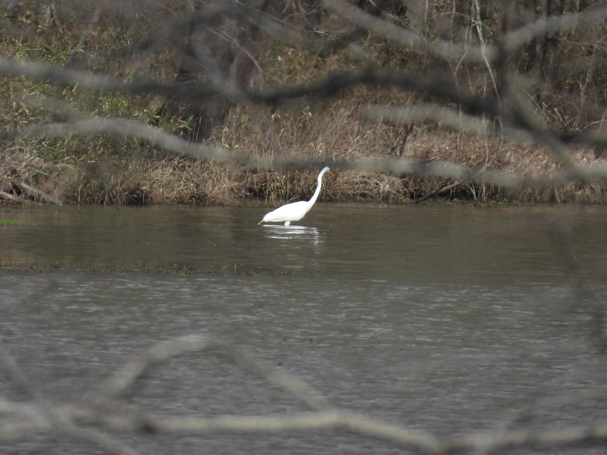 Great Egret - ML652241161