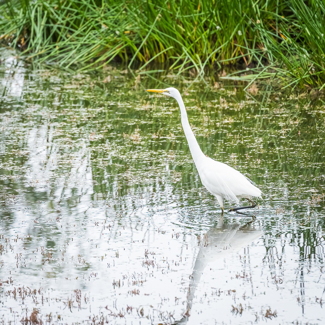 Great Egret - ML652241213