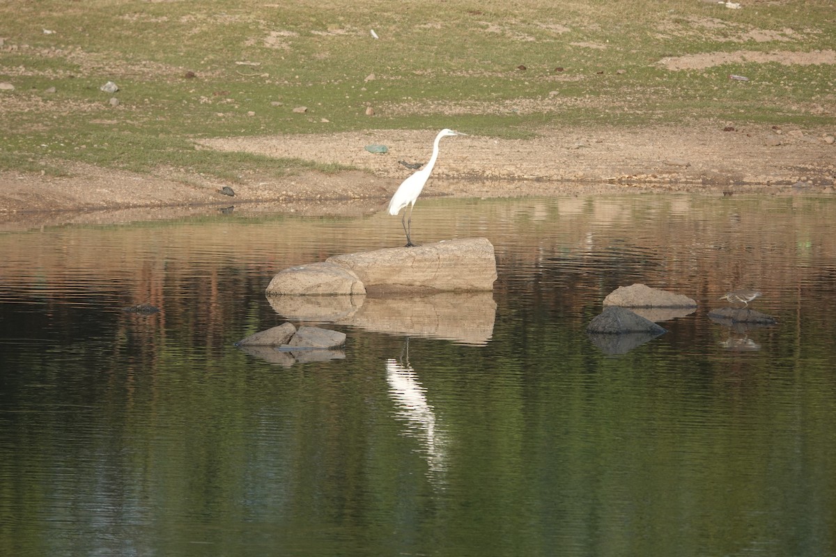 Great Egret - ML652241248