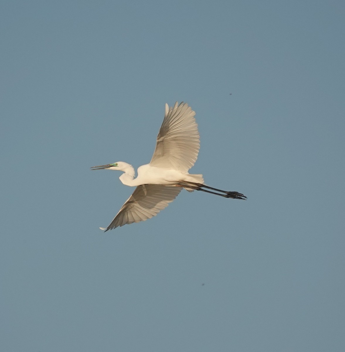 Great Egret - ML652241249