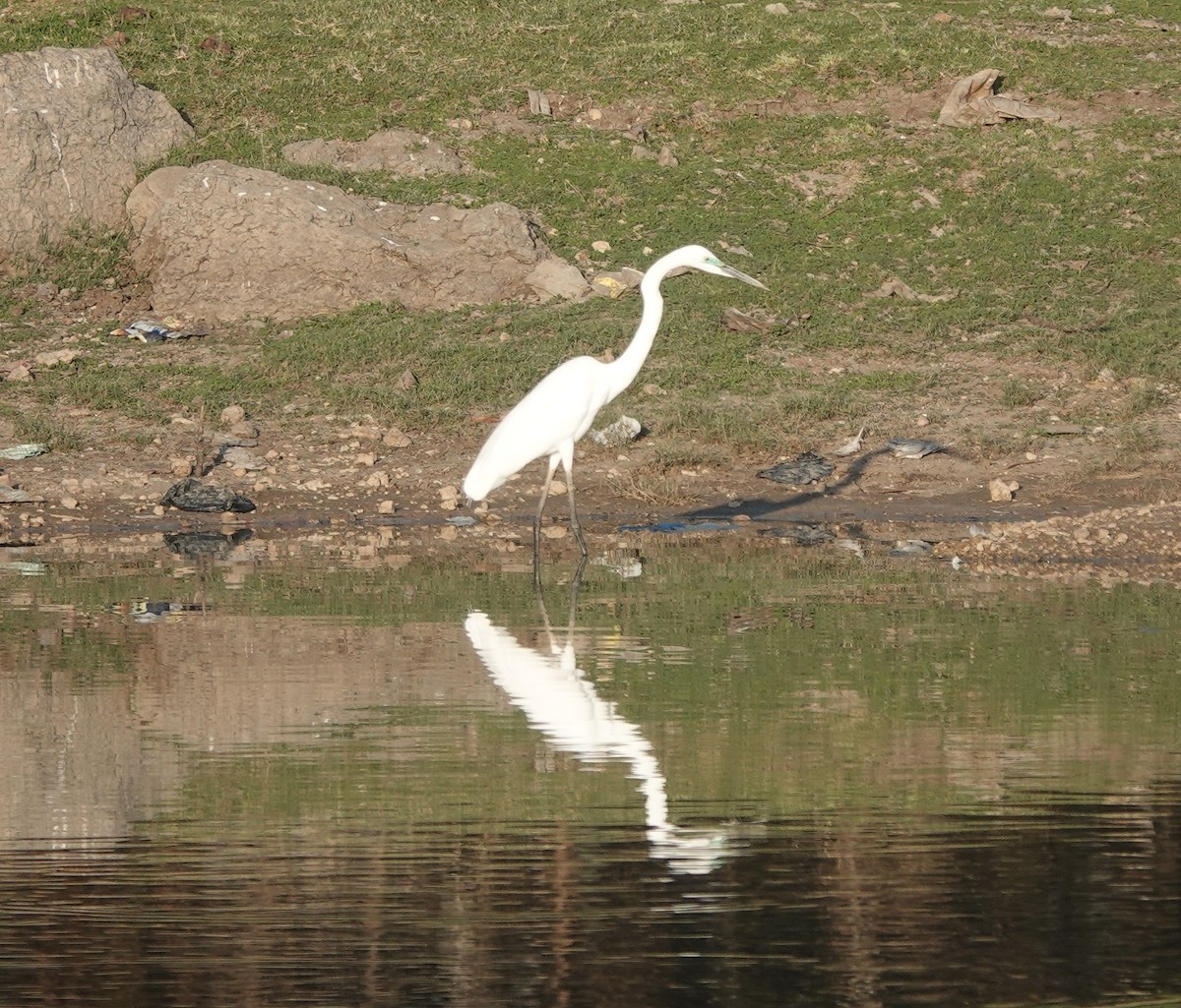 Great Egret - ML652241250