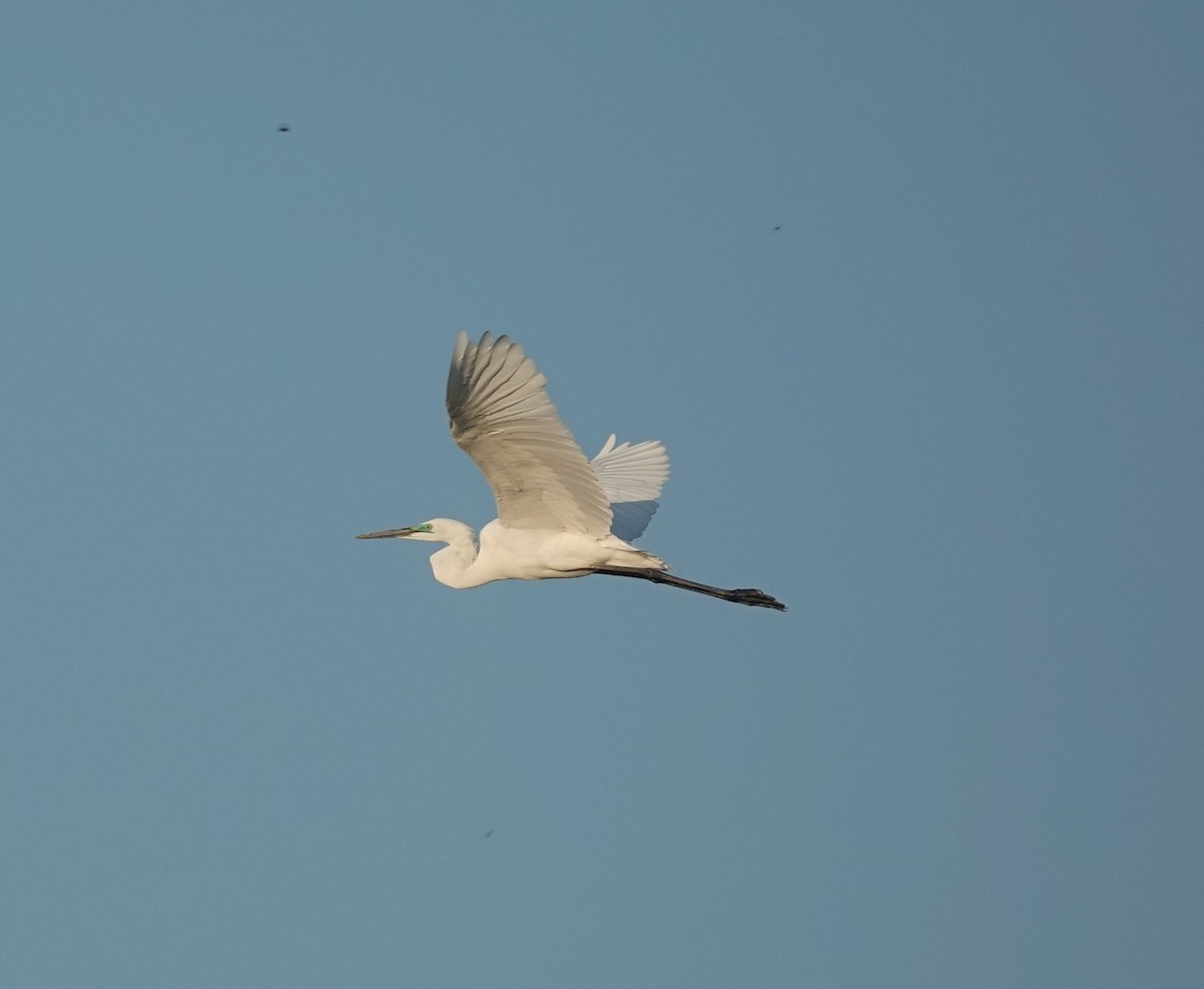Great Egret - ML652241251