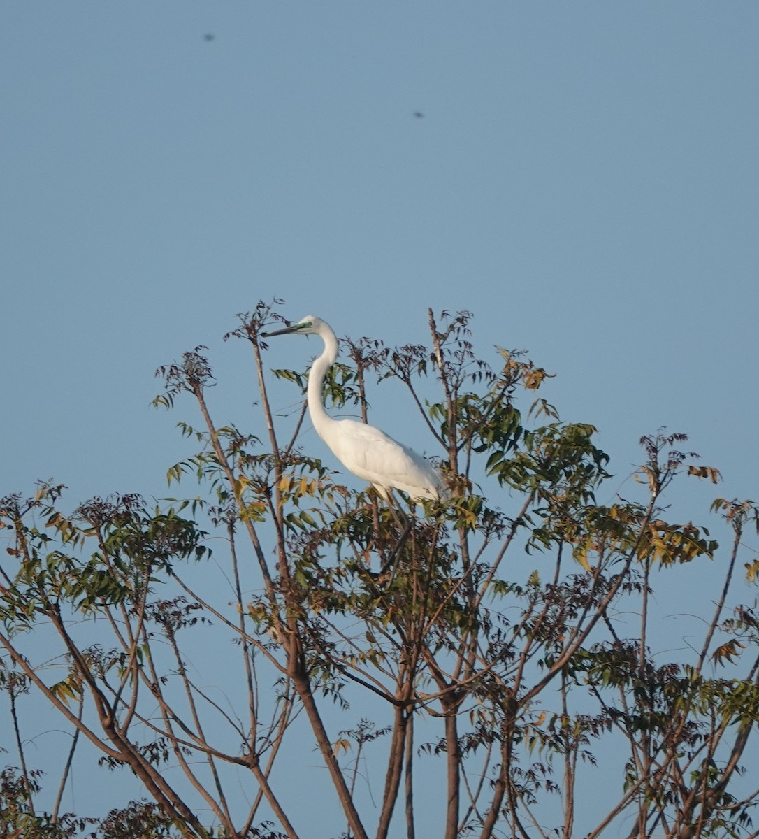 Great Egret - ML652241252
