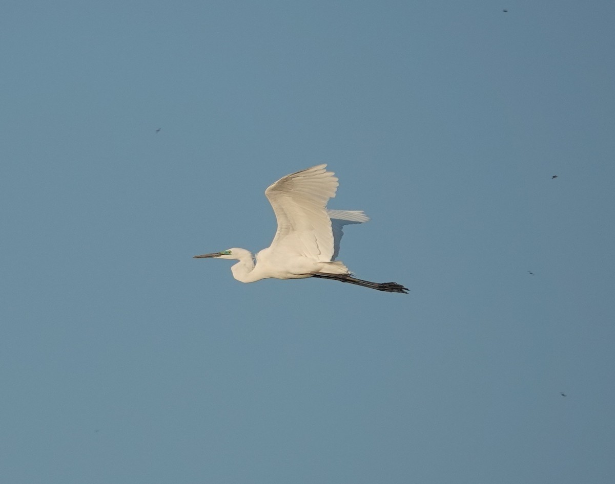 Great Egret - ML652241253