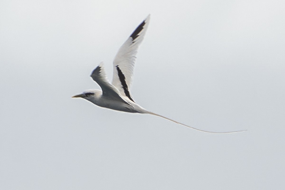 White-tailed Tropicbird (Pacific) - ML652241264