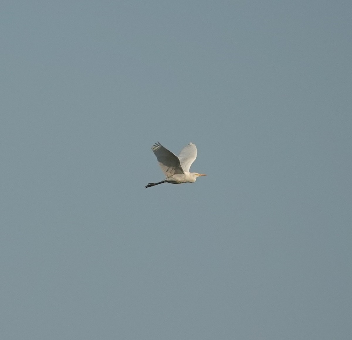 Great Egret - ML652241265