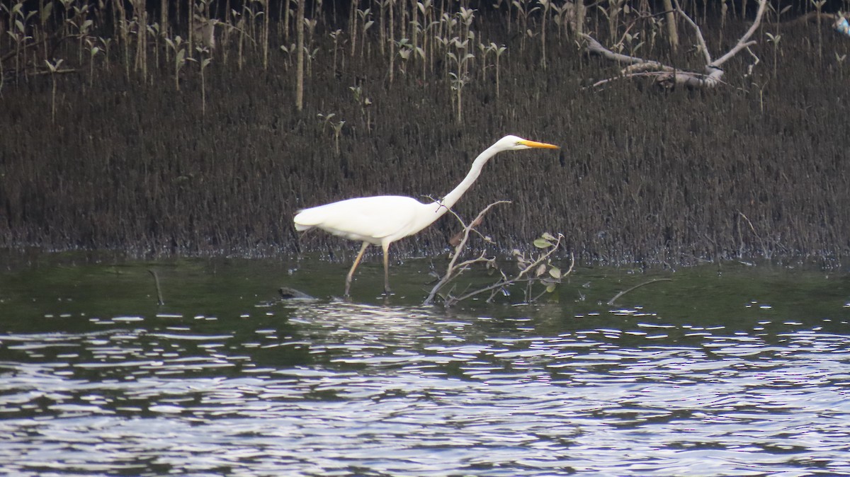 Great Egret - ML652241360