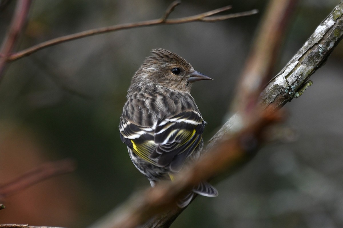 Jilguero de Los Pinos - ML652241459