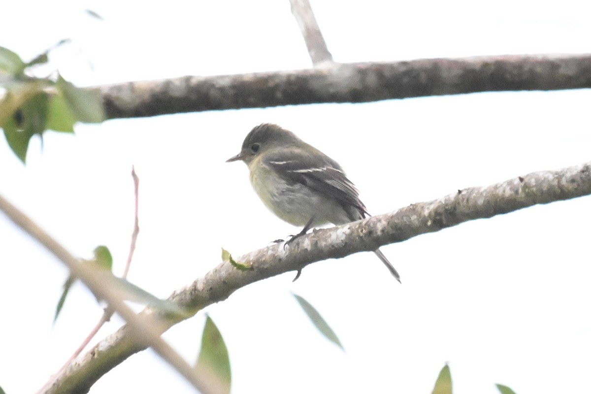 Yellow-bellied Flycatcher - ML652241527