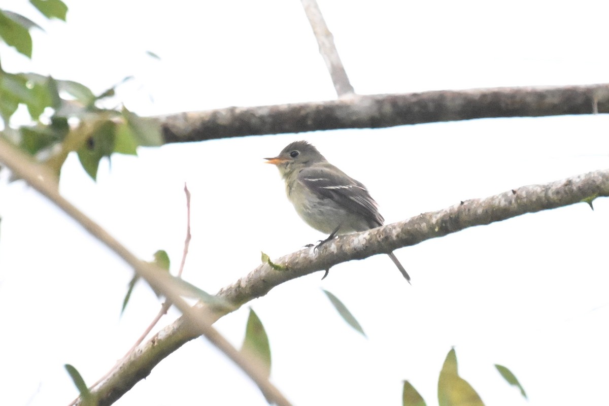 Yellow-bellied Flycatcher - ML652241529