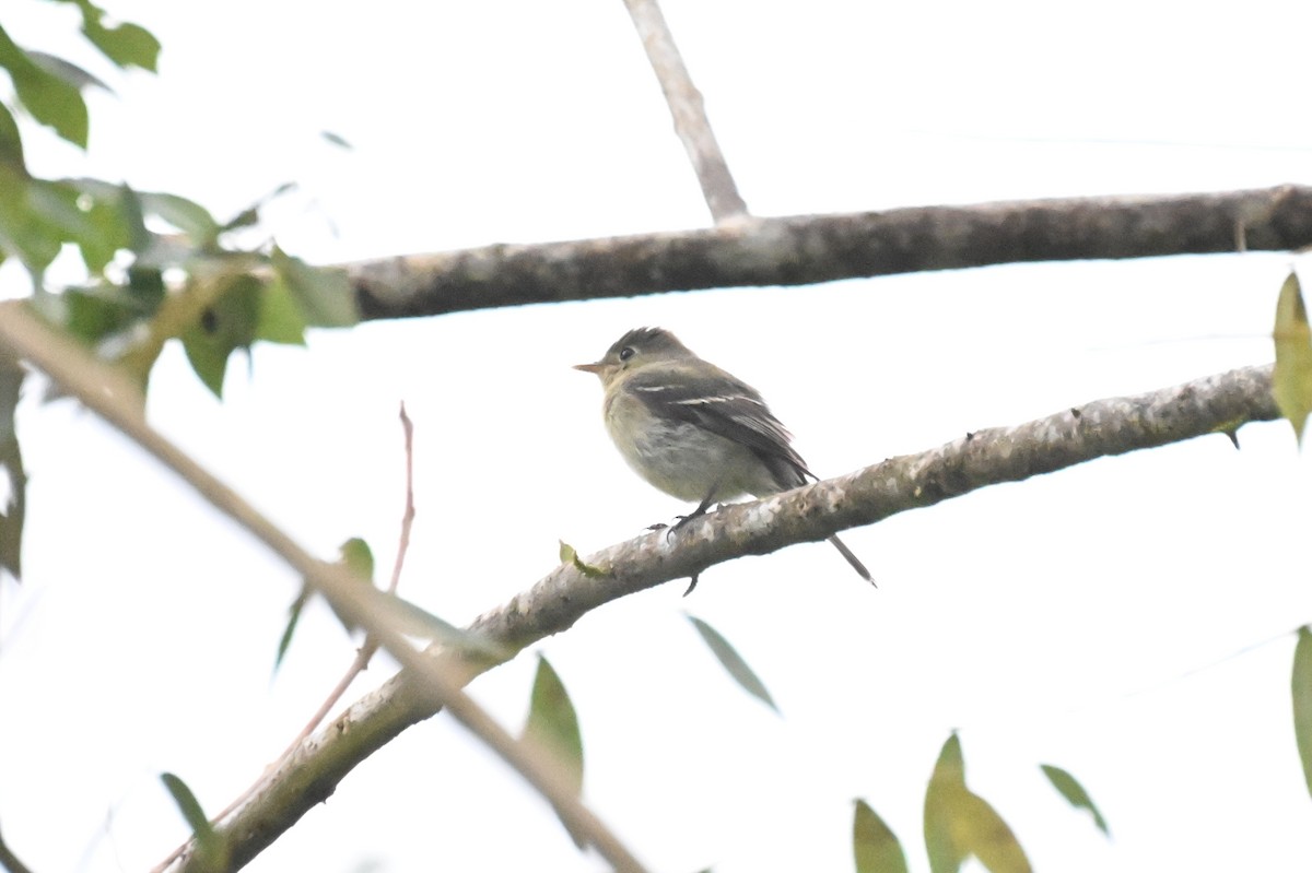 Yellow-bellied Flycatcher - ML652241530