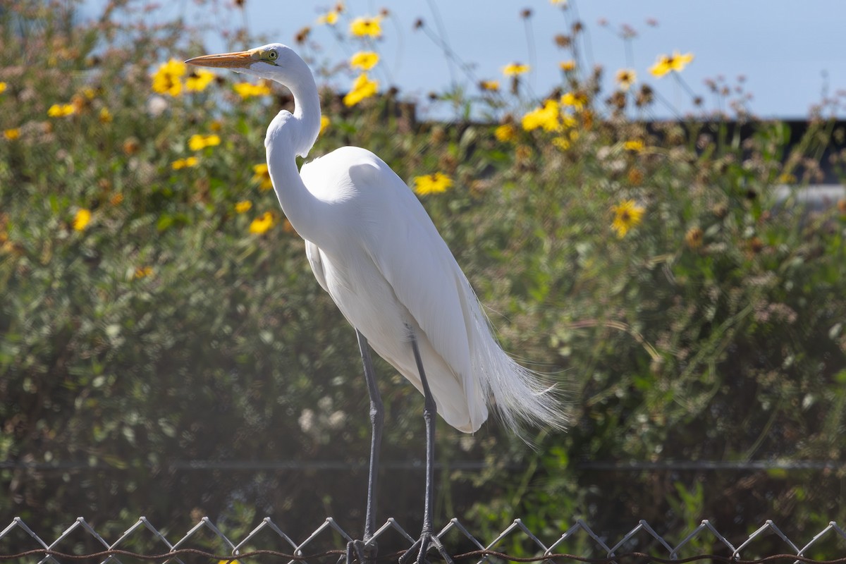 Great Egret - ML652241584