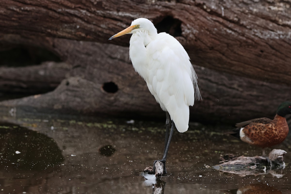 Great Egret - ML652242214