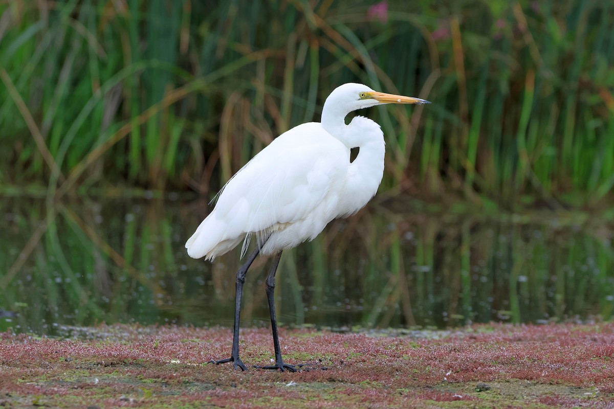 Great Egret - ML652242215