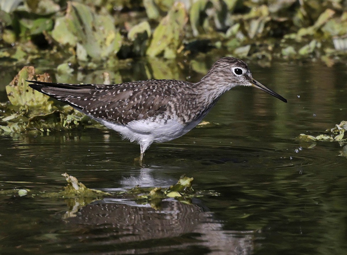 Solitary Sandpiper - ML652242261