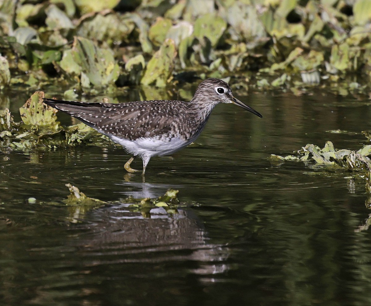 Solitary Sandpiper - ML652242262