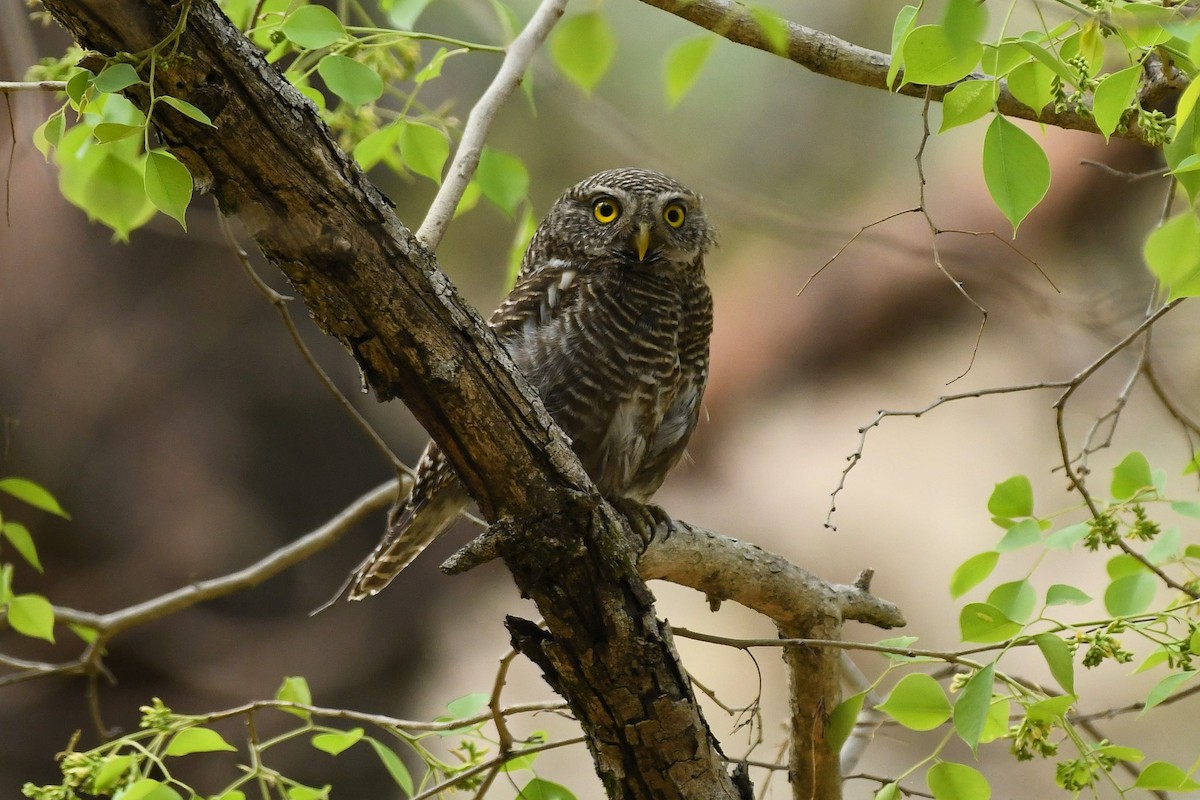 Asian Barred Owlet - ML652242289