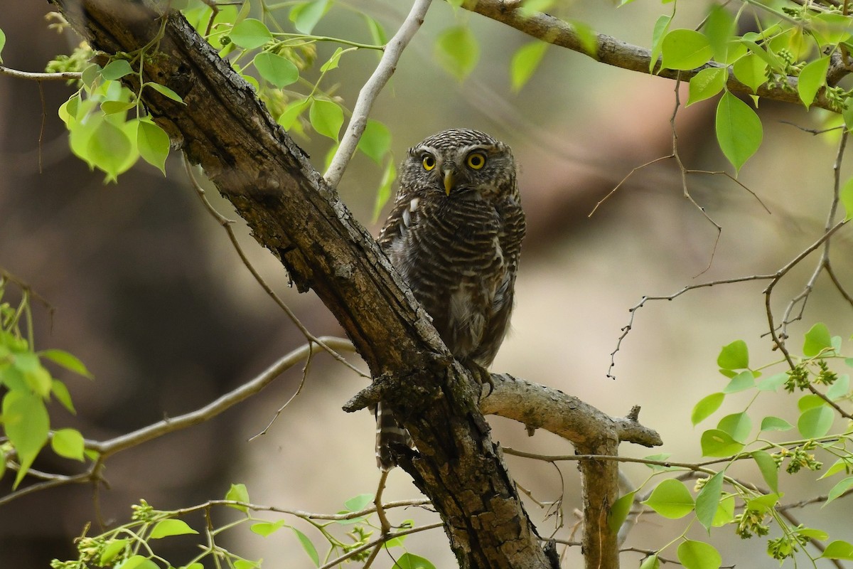 Asian Barred Owlet - ML652242291