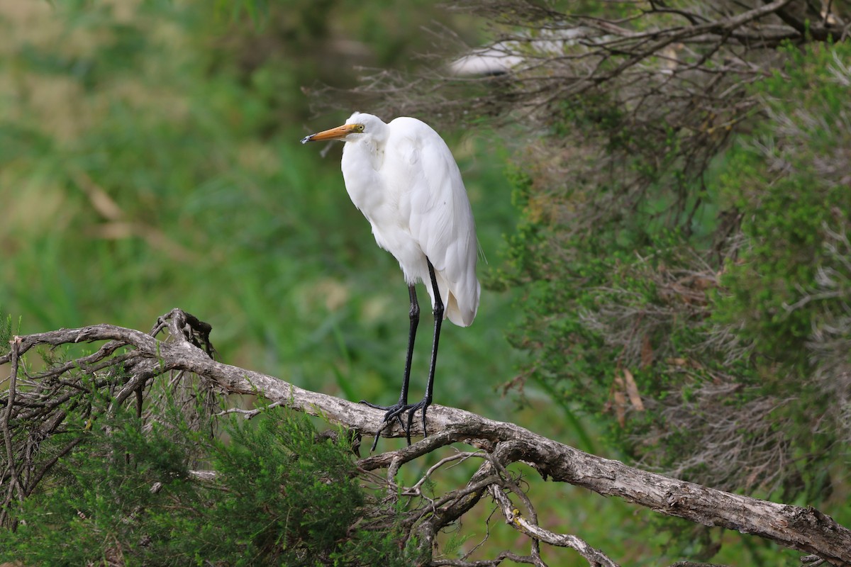 Great Egret - ML652242323