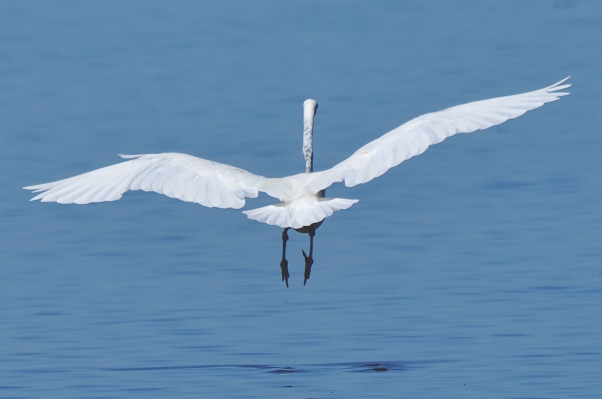 Great Egret (modesta) - ML652242386