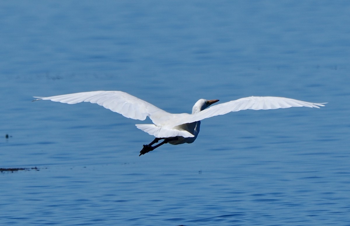 Great Egret (modesta) - ML652242387