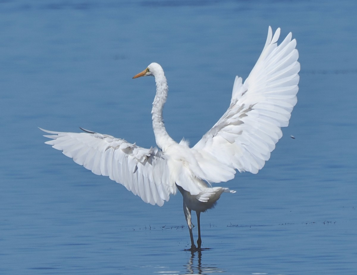 Great Egret (modesta) - ML652242388
