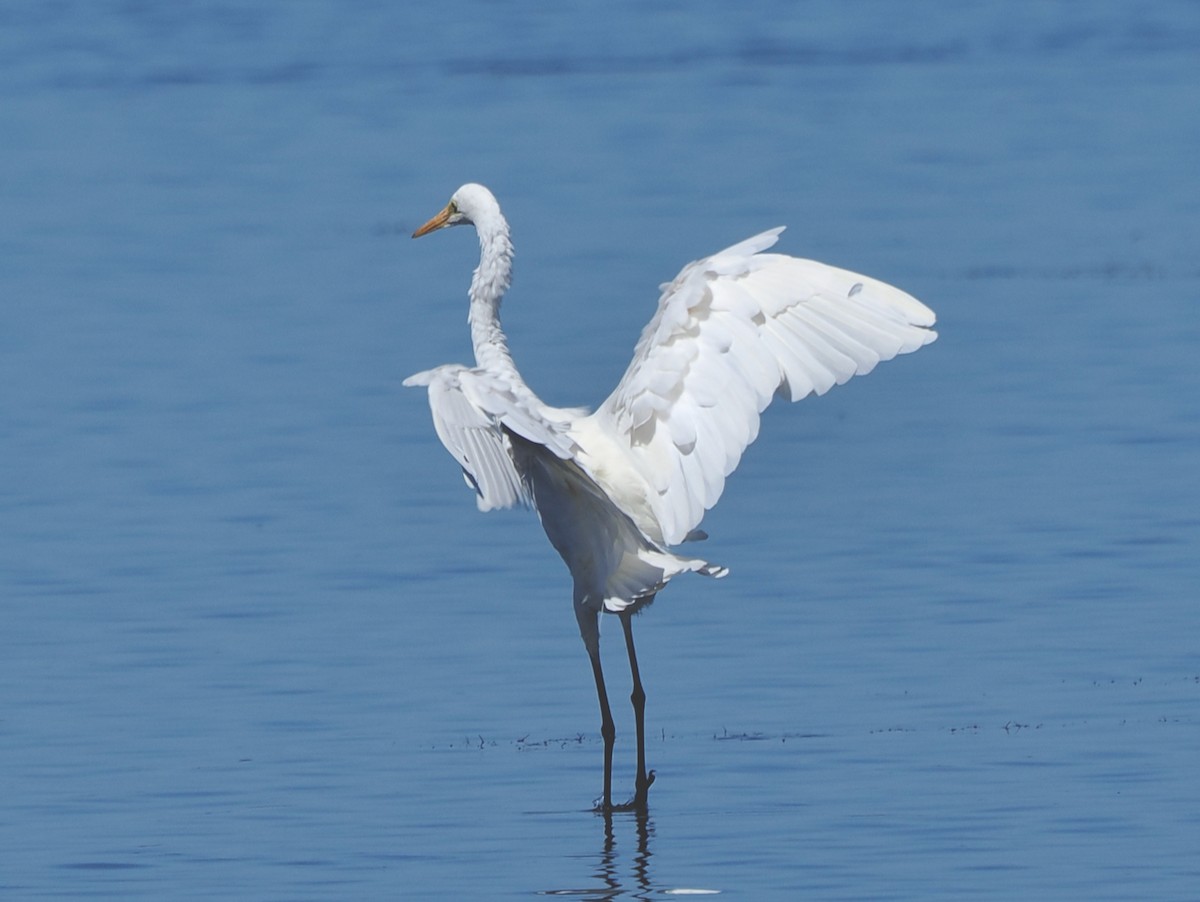 Great Egret (modesta) - ML652242389