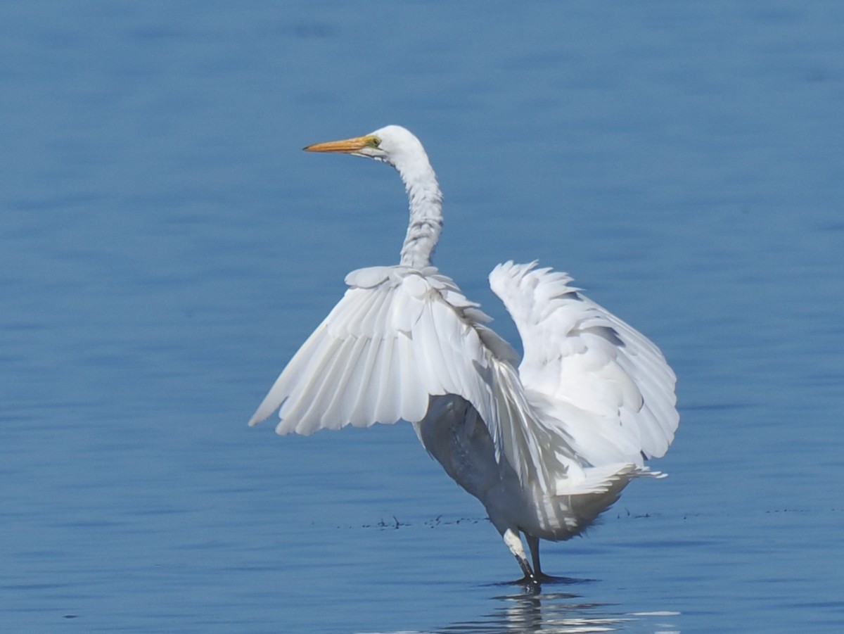 Great Egret (modesta) - ML652242390