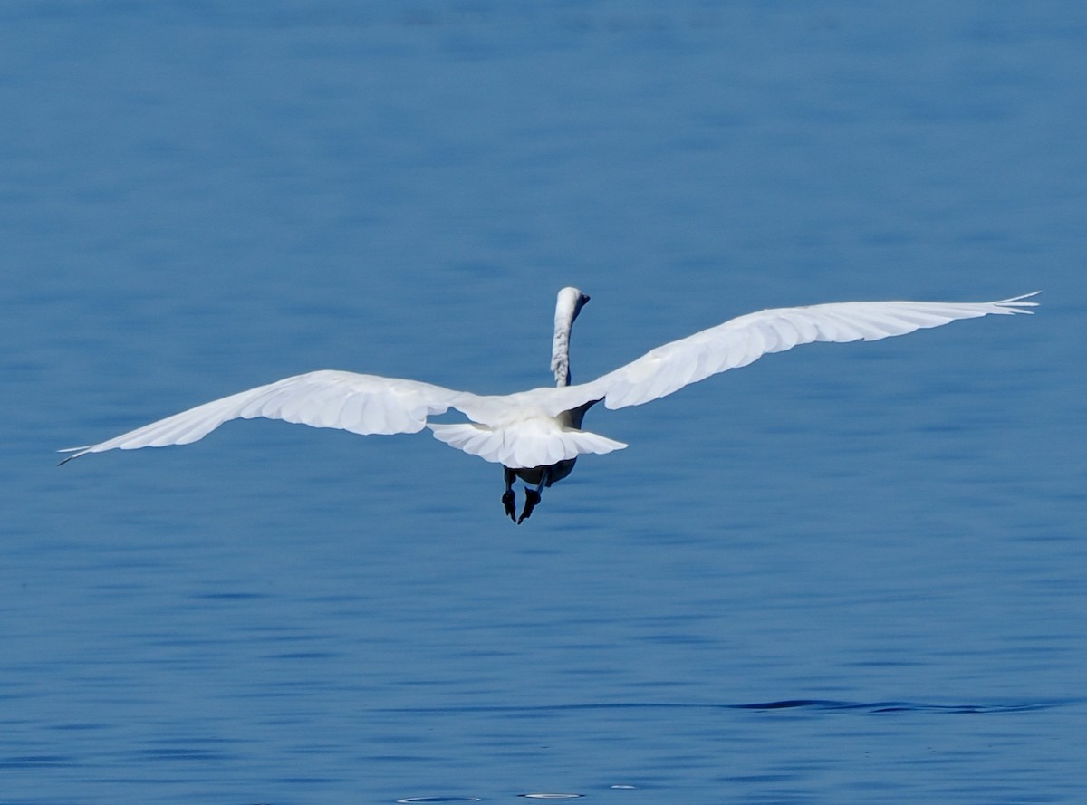 Great Egret (modesta) - ML652242391