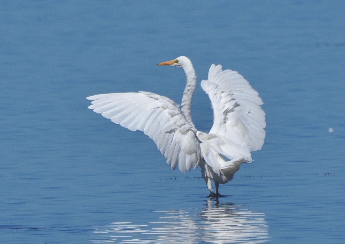 Great Egret (modesta) - ML652242392