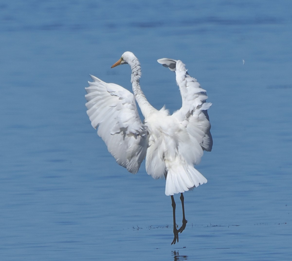 Great Egret (modesta) - ML652242393