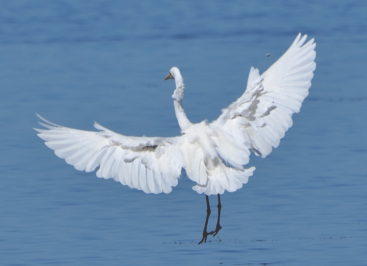 Great Egret (modesta) - ML652242394