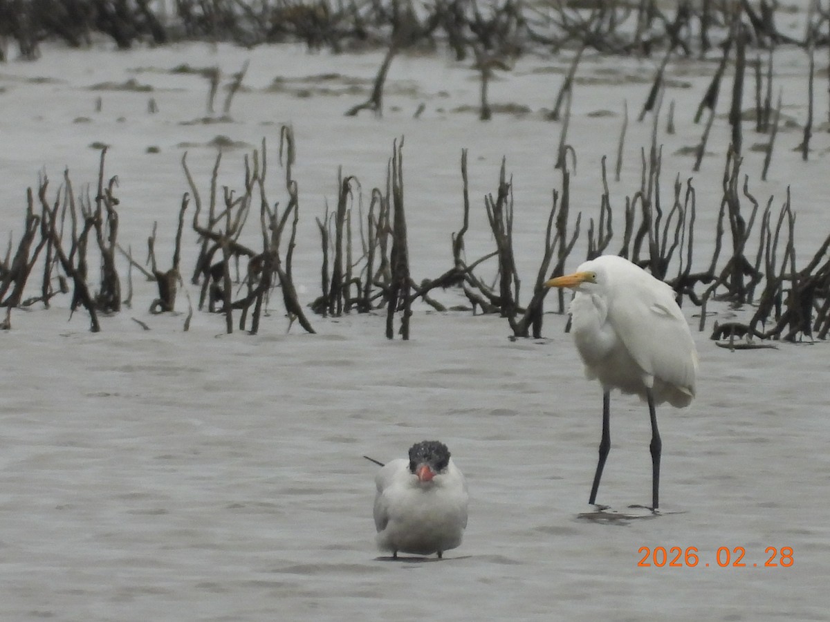 Great Egret - ML652242477