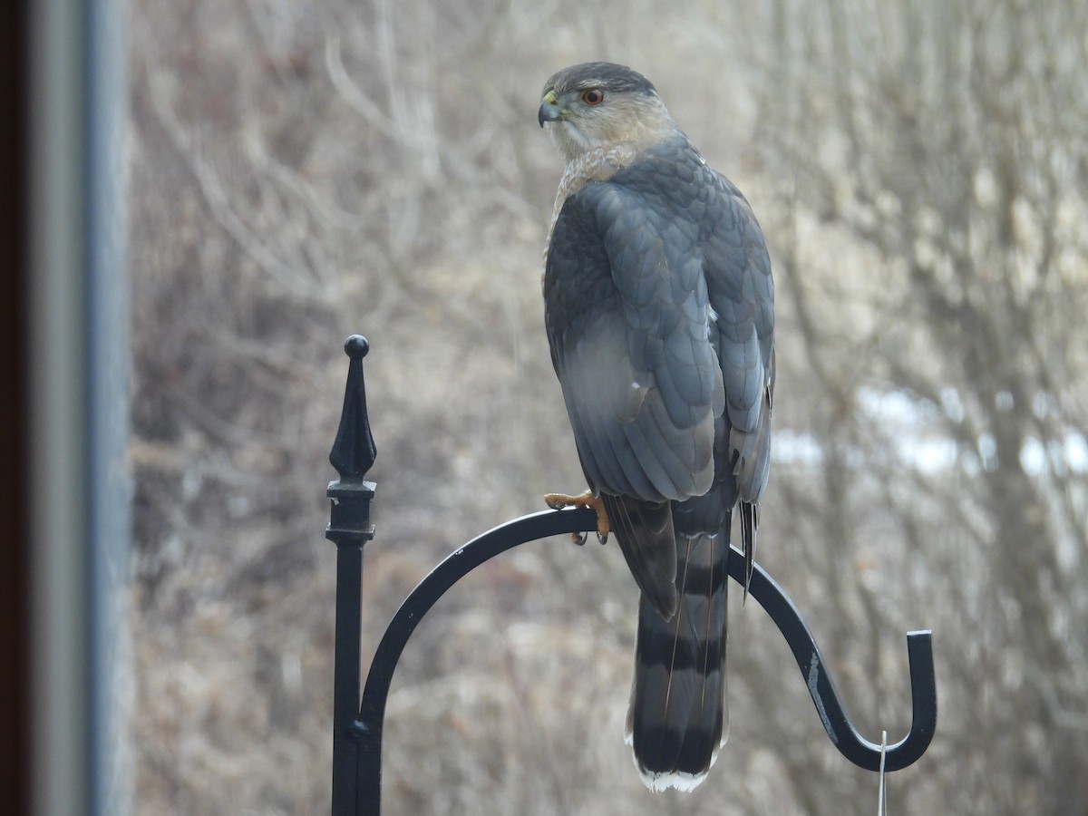 Cooper's Hawk - ML652242595