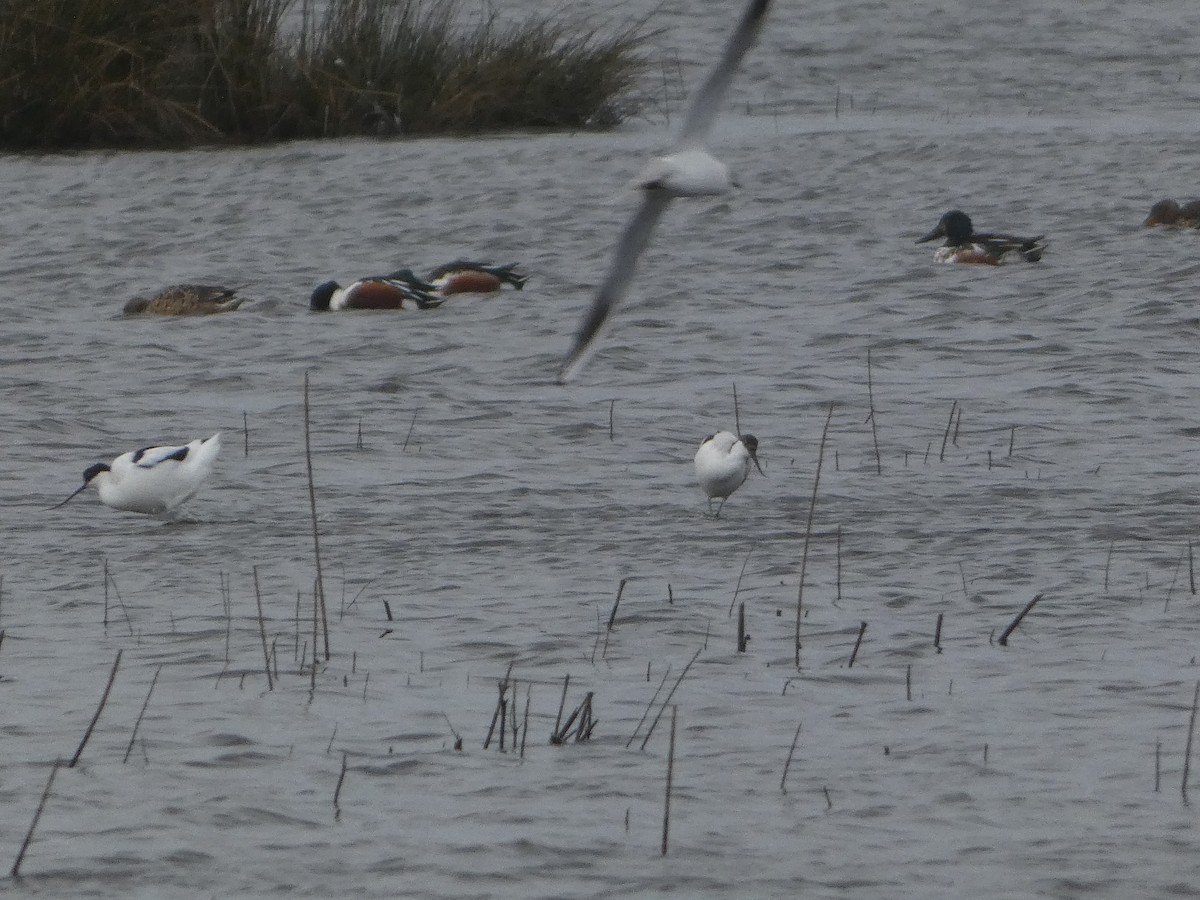 Шилоклювка - ML652242630