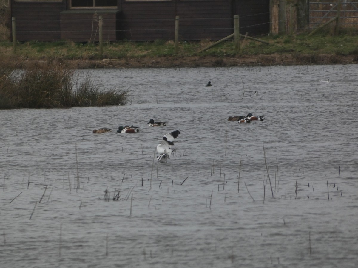 Шилоклювка - ML652242631