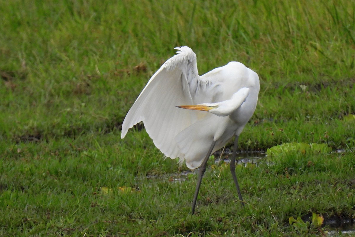 Great Egret - ML652242713