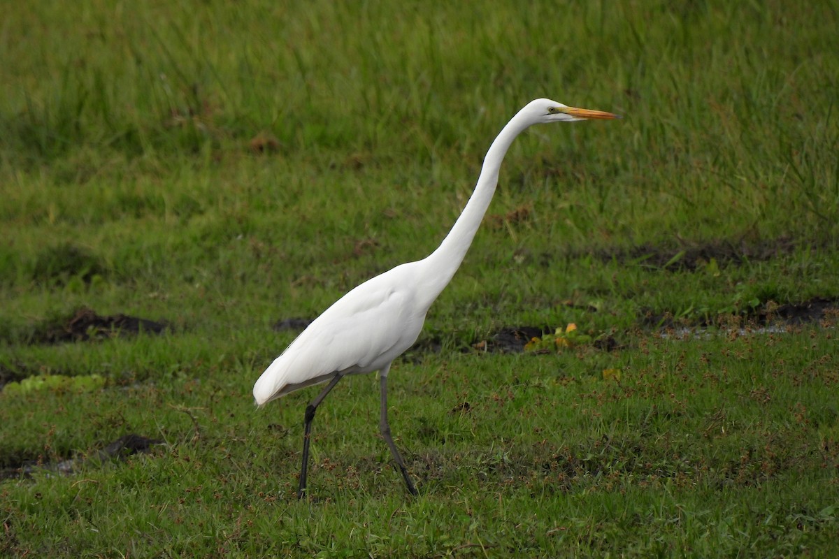 Great Egret - ML652242719