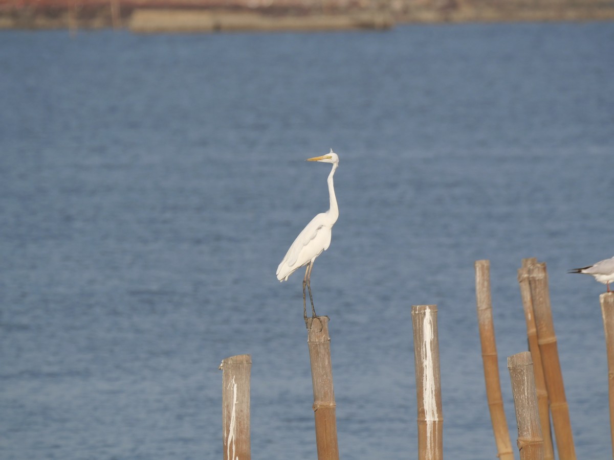 Great Egret - ML652242727