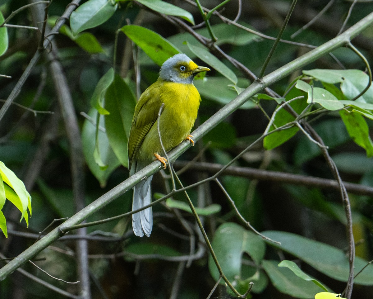 ハイガシラヒヨドリ - ML652242979