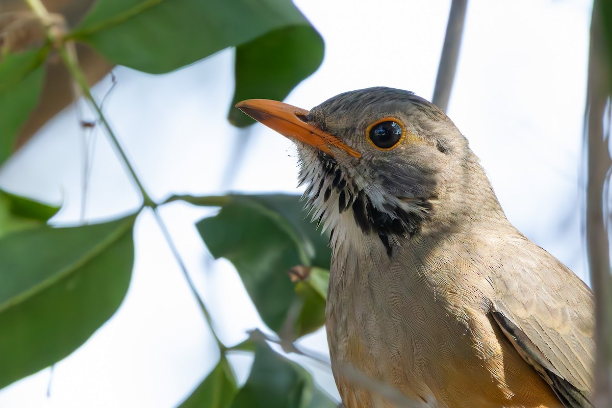 キアシオリーブツグミ - ML652242986